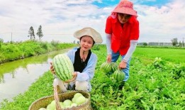 吃瓜高手免费全集观看,揭秘娱乐圈幕后真相，免费全集大放送！